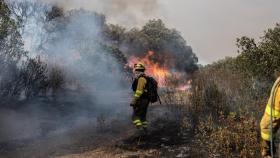 Varios bomberos trabajan en la extinción del fuego del incendio de Losacio, en Zamora.