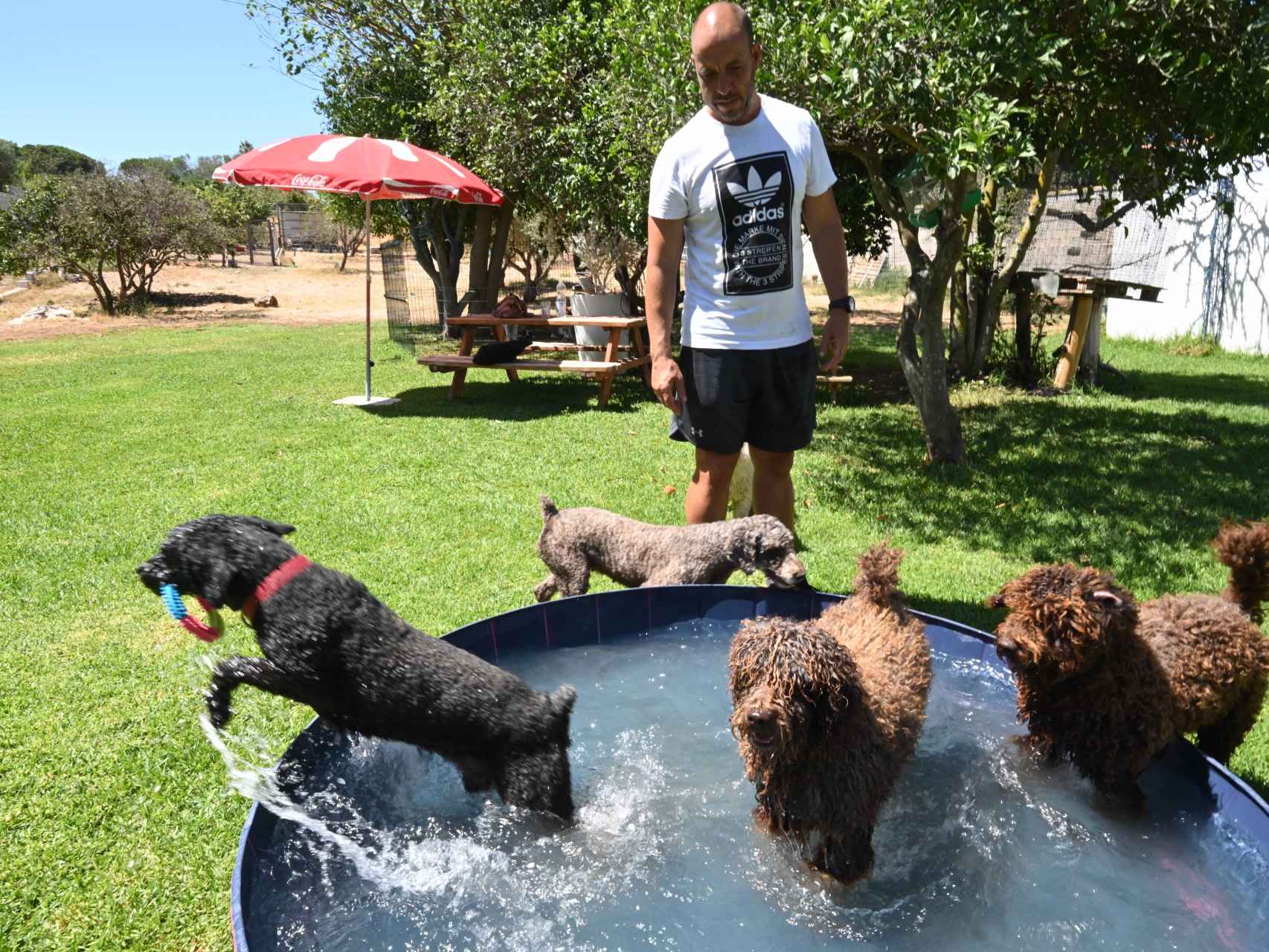 El criador juega con  varios de sus perros en una piscina portátil. El que salta es Lucero, hermano de Marley.