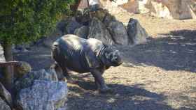 El nuevo rinoceronte indio que ha llegado a Terra Natura.