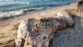 El cadáver del cachalote en la playa de Muchavista, esta mañana.