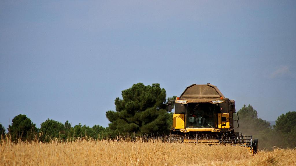 Una cosechadora atraviesa un campo de cereal.