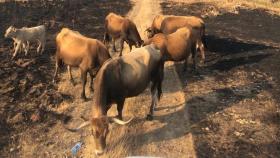 Unas vacas pastando tras el incendio en Tábara