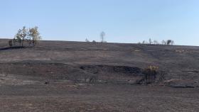 Un campo arrasado por el incendio de Losacio.