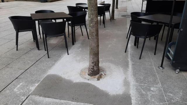 Árboles cementados en el Campo da Leña.