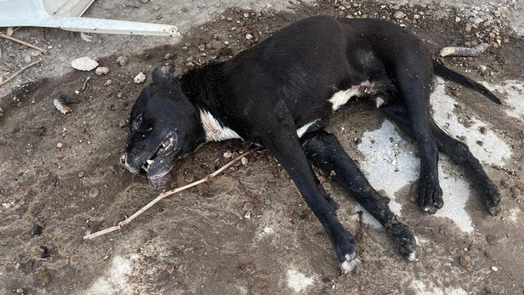 Un hombre está siendo investigado como presunto autor de un delito de maltrato animal tras ser localizado por agentes de la Guardia Civil por abandonar a un perro que murió por la ola de calor en la localidad madrileña de Fuentidueña de Tajo