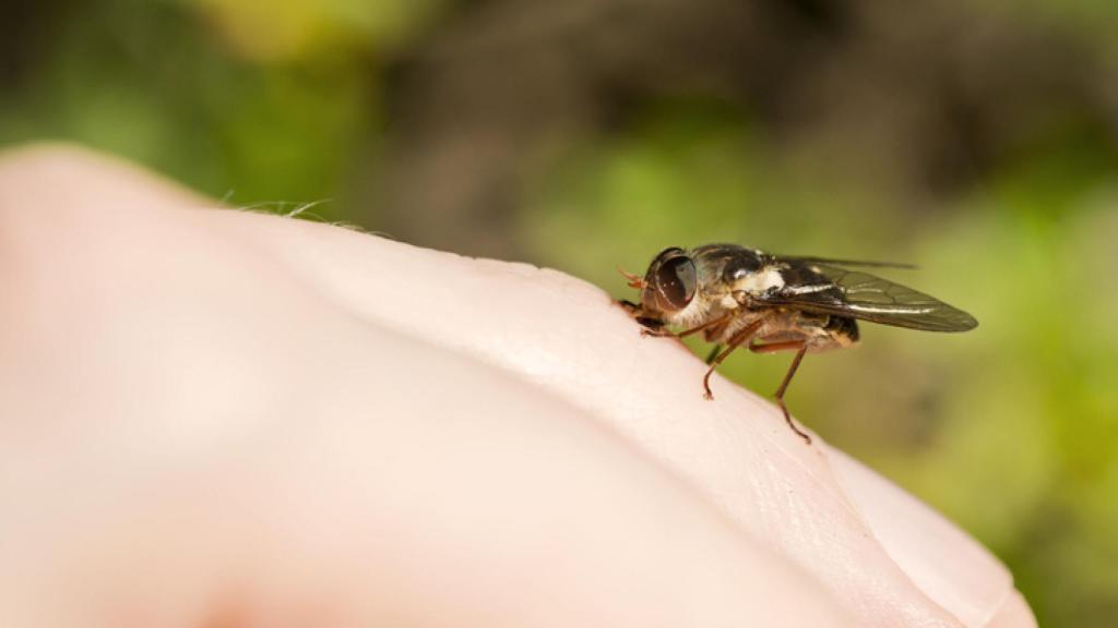 Los insectos que nos acechan para picarnos este verano.