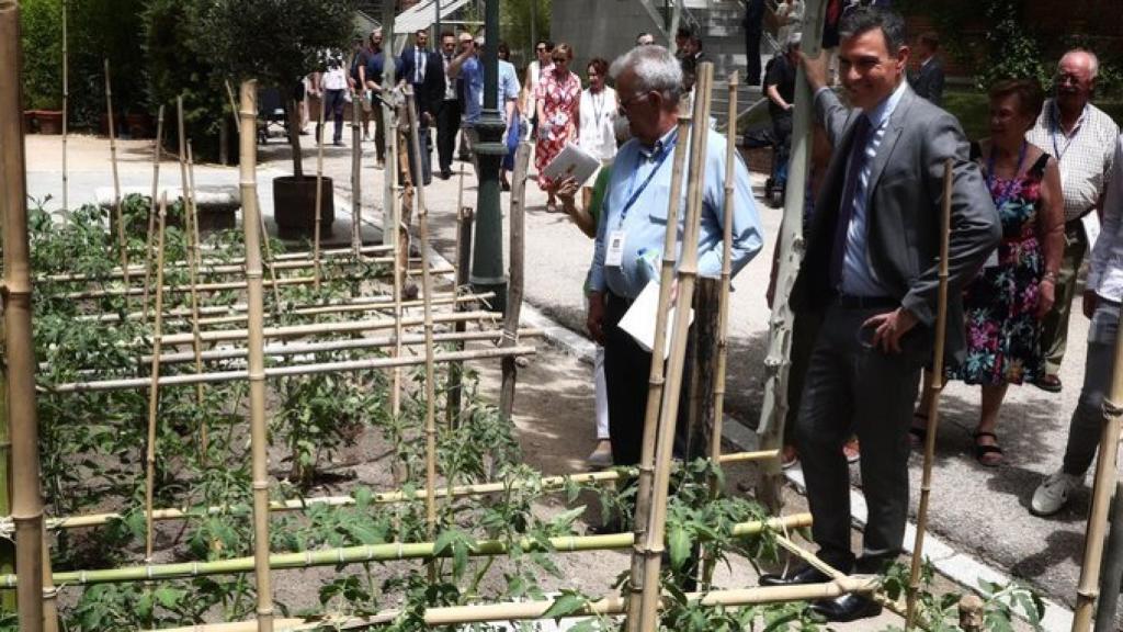 Pedro Sánchez muestra orgulloso el huerto que cultiva él mismo, a los visitantes de Moncloa en un día de puertas abiertas.