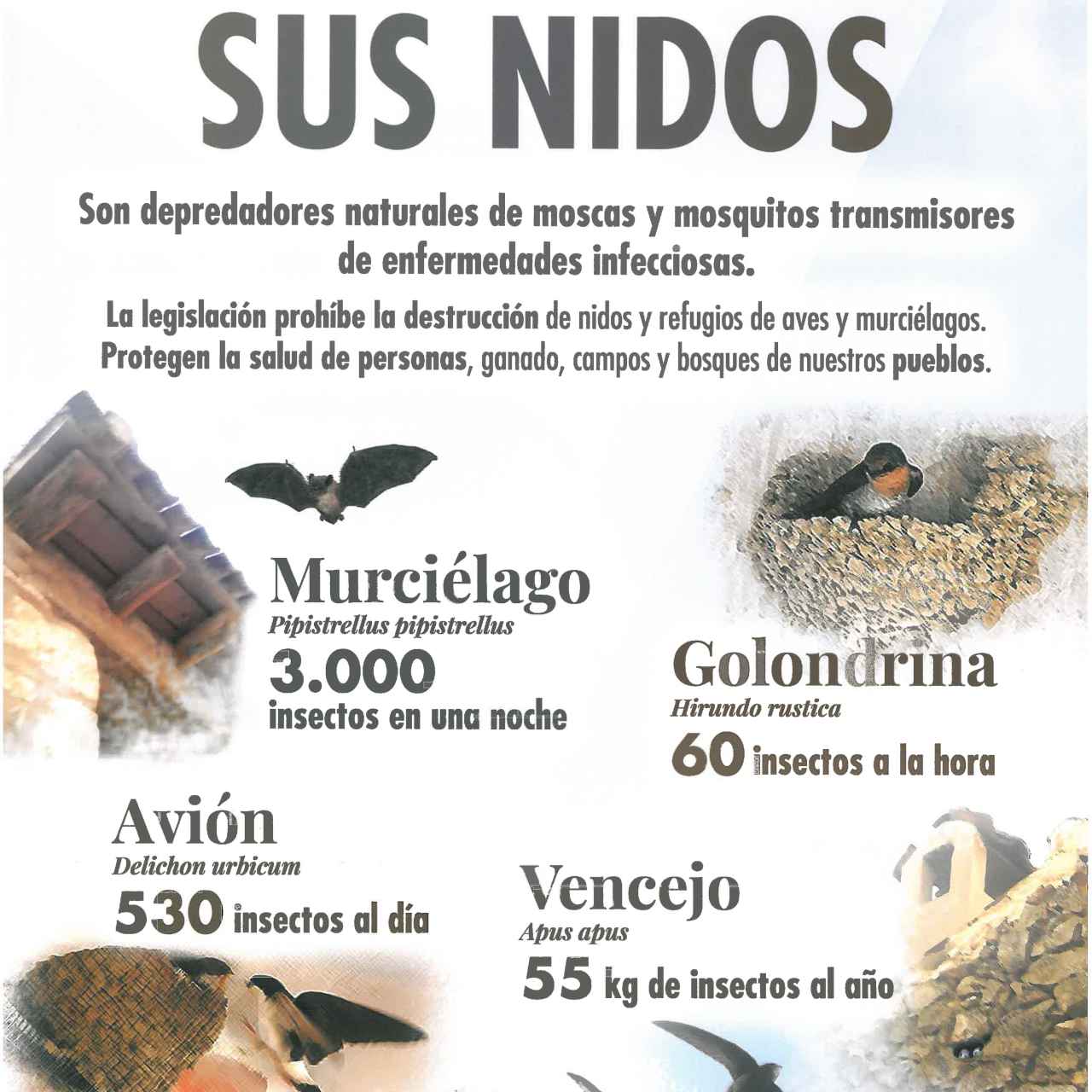 Cartel de la Diputación de Segovia sobre la destrucción de los nidos de aviones, vencejos y golondrinas