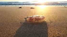 Los investigadores estudian la escasa presencia de las medusas en las costas de la Comunidad Valenciana.