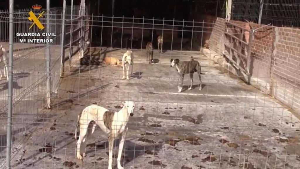 Animales hacinados en Humanes.