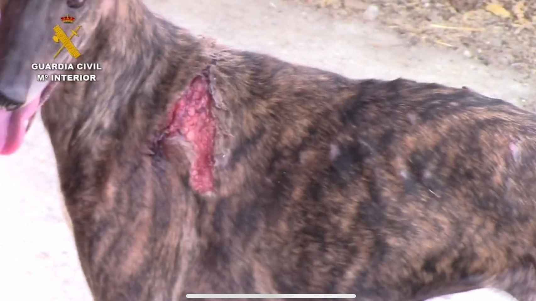 Un perro del Centro de Transfusión, de la raza galgo y con una herida.