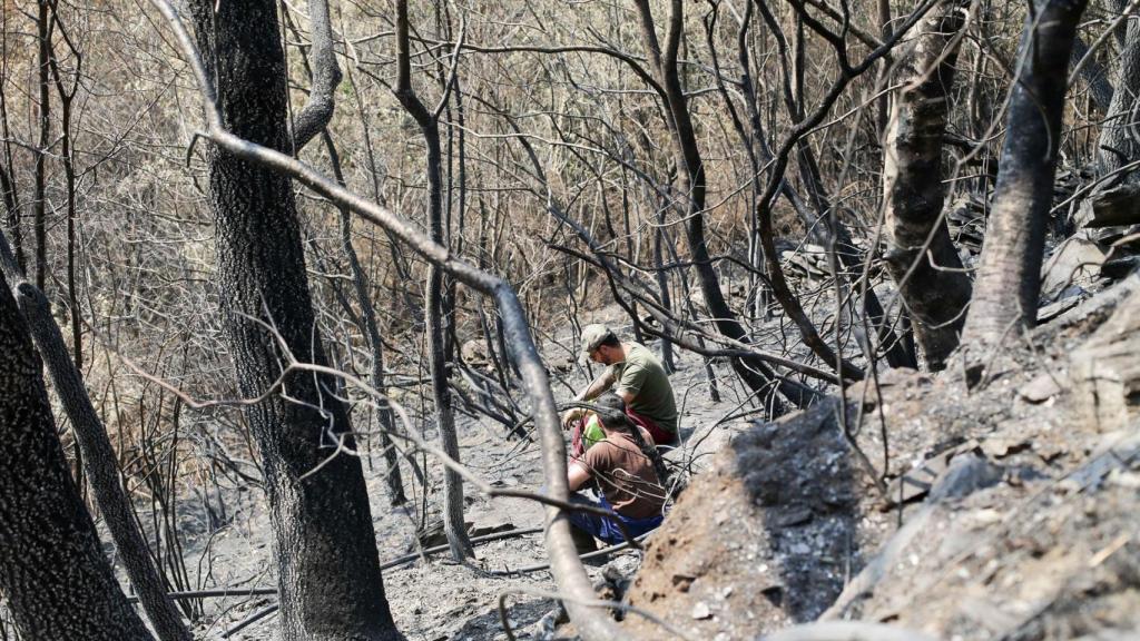 Voluntarios observan exhaustos los daños causados en la Sierra de Caurel.