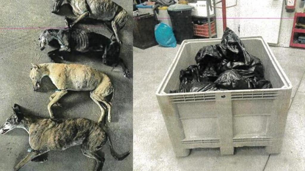 Una imagen de los galgos que había en el interior de las instalaciones de Viñals.