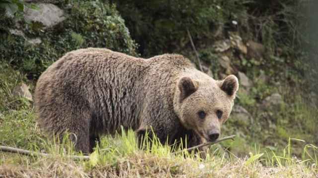 Ecologistas en Acción denunciará la situación de los osos en la Montaña Palentina