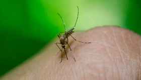 Un mosquito posado en la piel de una persona.