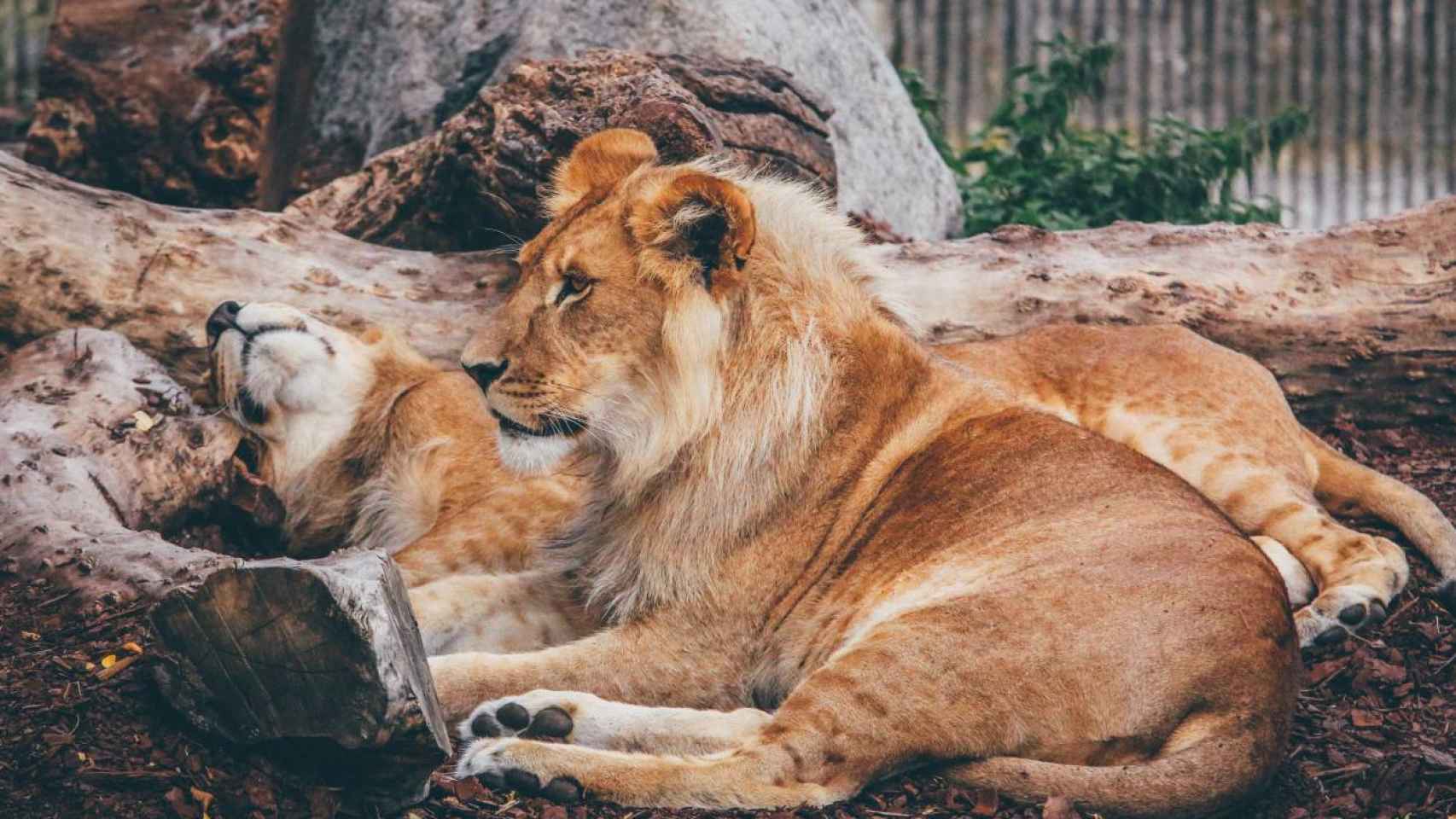 Fotografía de pareja de leones.