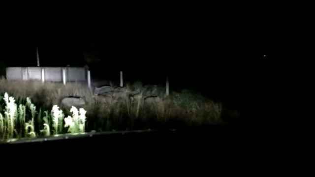 Vídeo con jabalíes en la carretera de Ledesma./ Autor: Templario