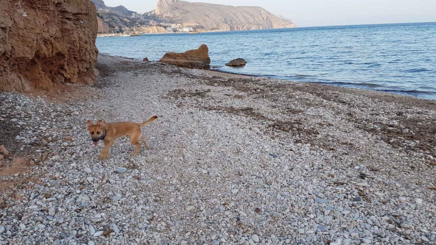 Playa de perros Altea.