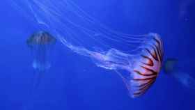 Imagen de una medusa.