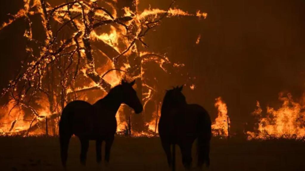 Incendio forestal en el estado de Nueva Gales del Sur a finales de diciembre de 2019. Foto: Dan Himbrechts/AAP/dpa