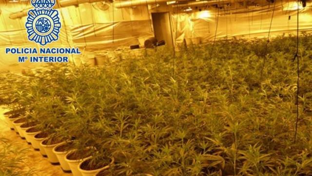 Cuatro detenidos por secuestrar y pegar a dos hombres a los que contrataron para su plantación de droga.