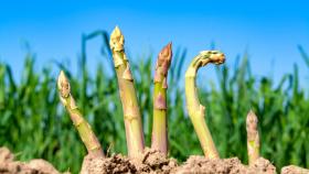 Cultivo de espárragos en el campo.