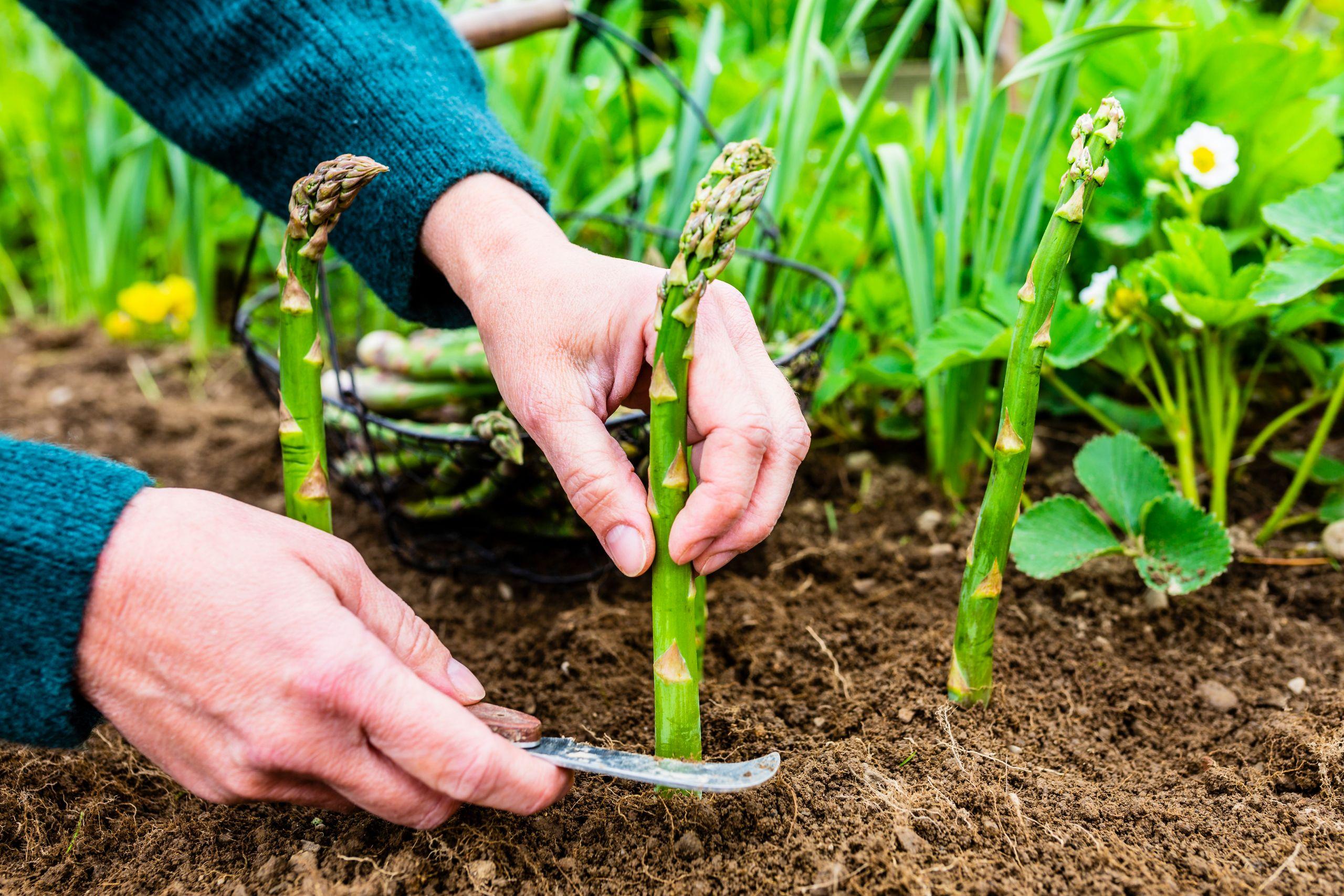 Recogida de espárrago verde. Foto: Shutterstock