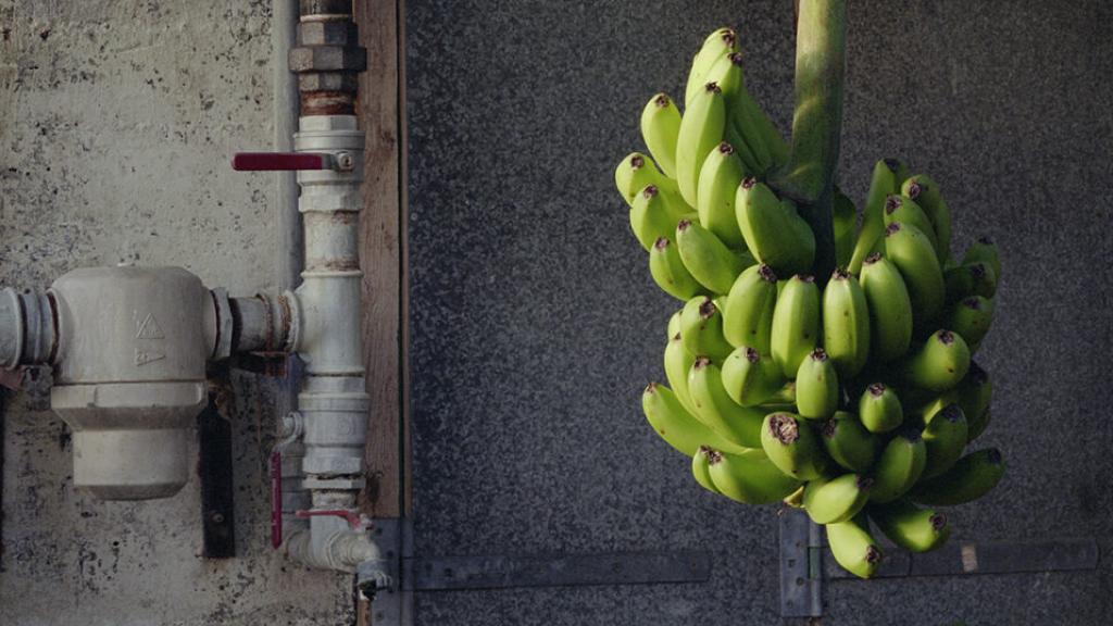 Una imagen de 'Experimento Banana', 2014. Foto: © Juan Baraja