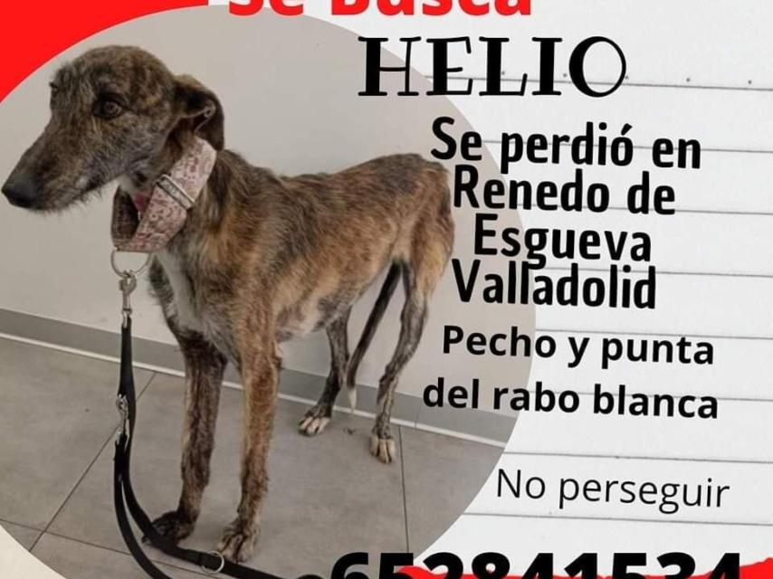 El galgo desaparecido en Valladolid