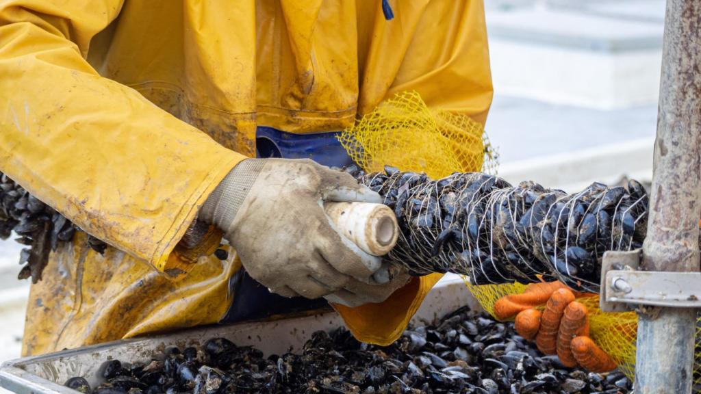 Un pescador incrustando mejillones en una cuerda.