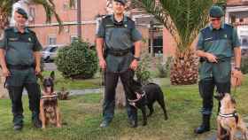 Nuevos perros llegan al Grupo Cinológico de la Guardia Civil, con sede en Zamora