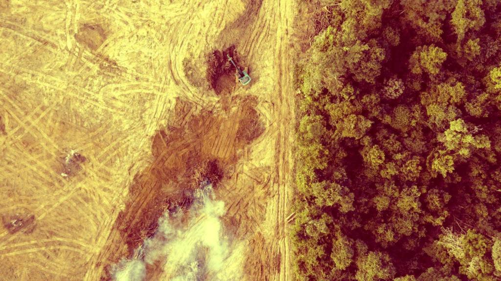 Eliminación de la selva tropical para dar paso a plantaciones de aceite de palma y caucho.