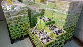 Incautados más de 5.000 kilos de sardina en el puerto de Laxe