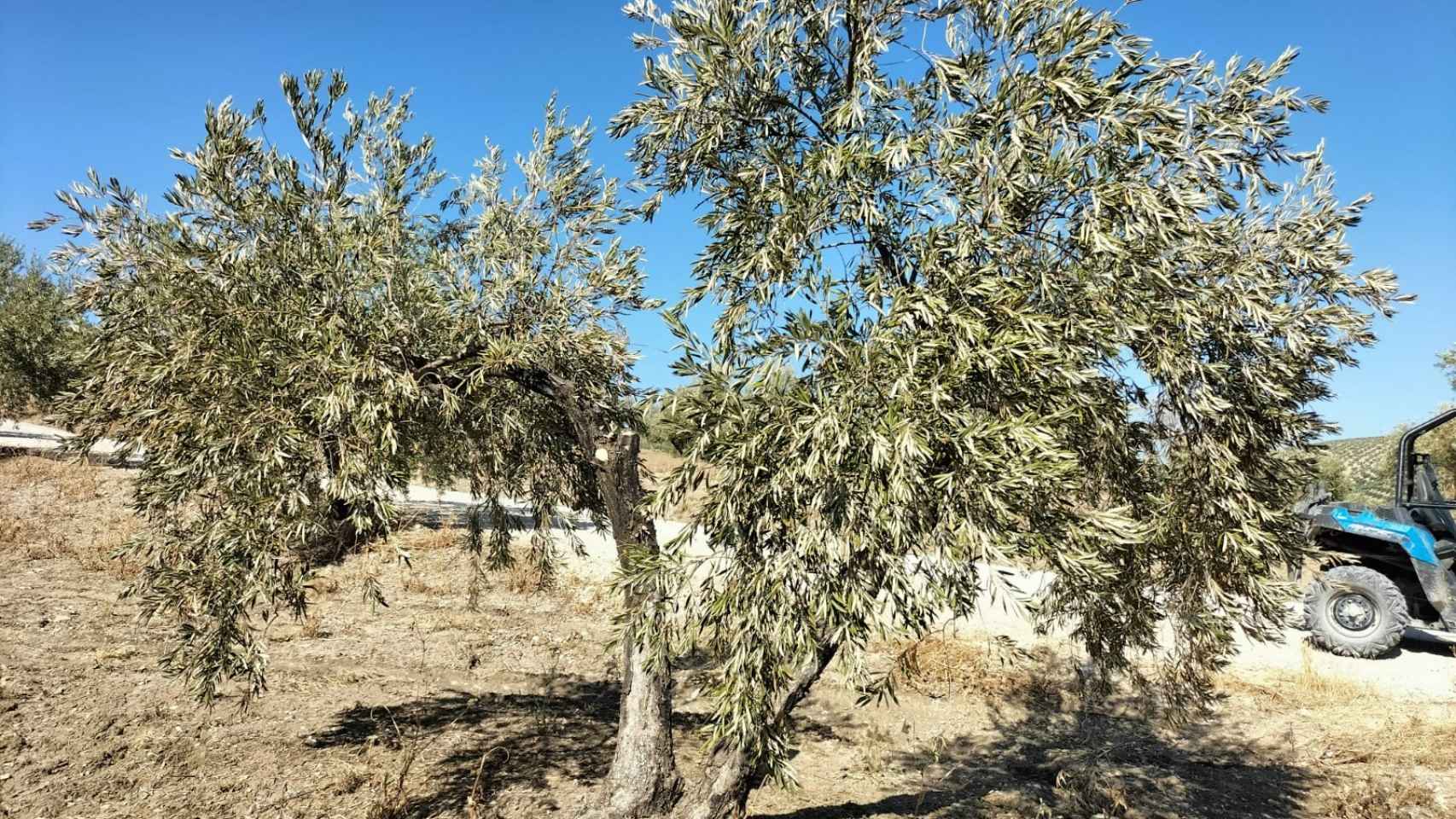 Un olivo en Jaén.