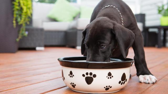 Un perro comiendo en su cuenco.