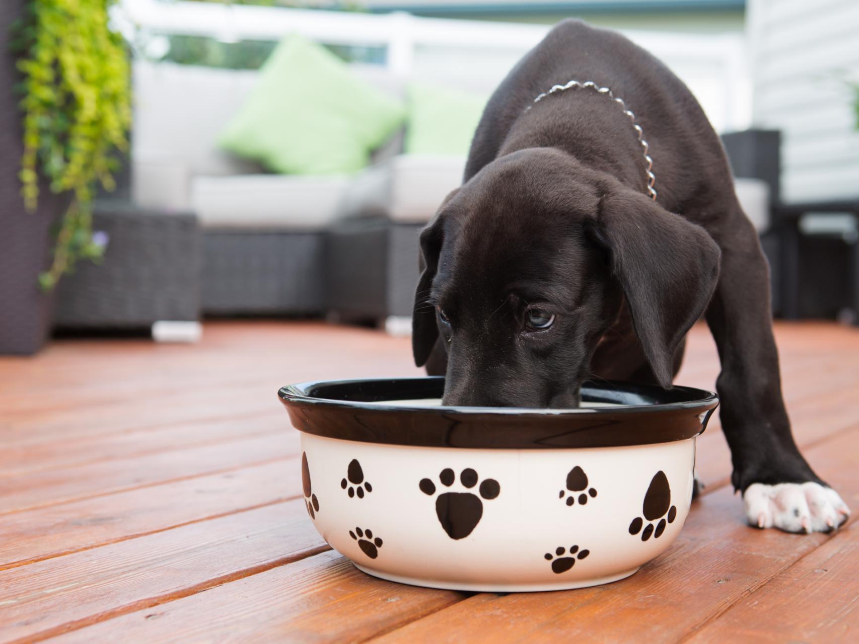 puedes alimentar a un perro con demasiado hígado