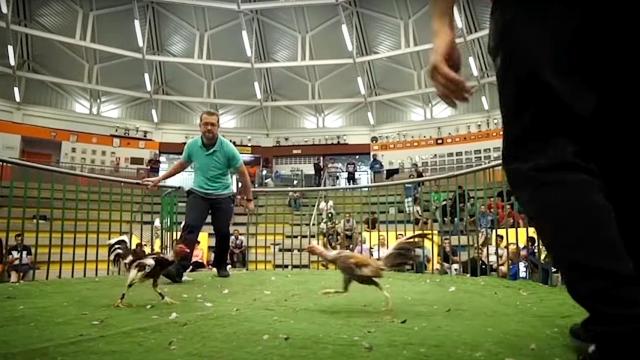 Una pelea de gallos en Canarias.