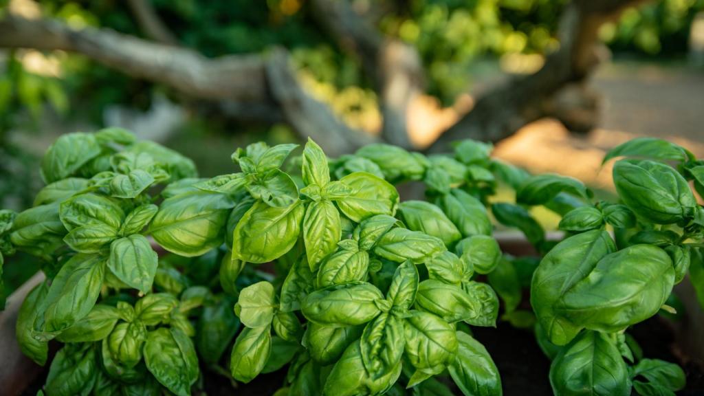 Planta de albahaca fresca