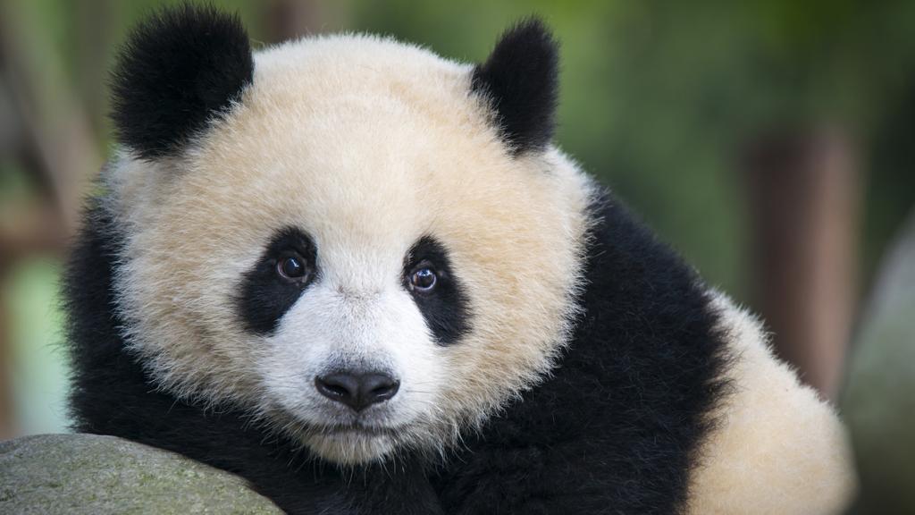 Oso panda.