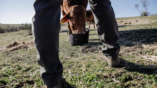 Un ganadero y una vaca, en una finca