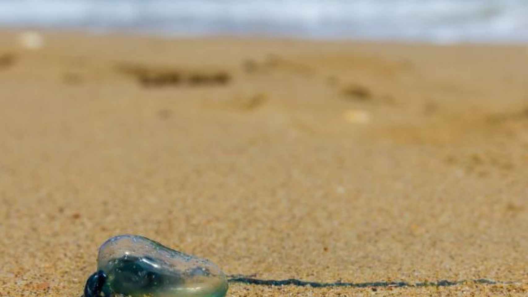 Estas son las playas españolas donde hay más medusas