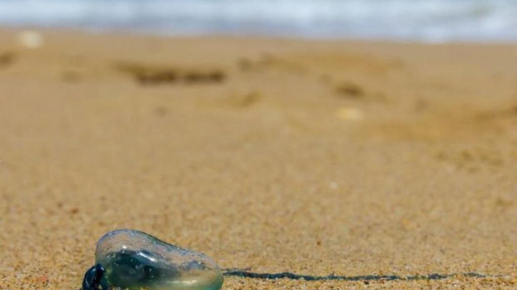 Estas son las playas españolas donde hay más medusas