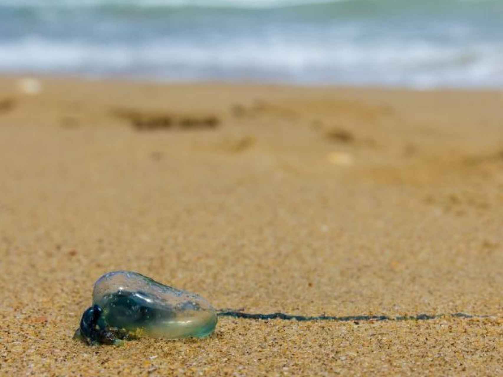 Estas son las playas españolas donde hay más medusas