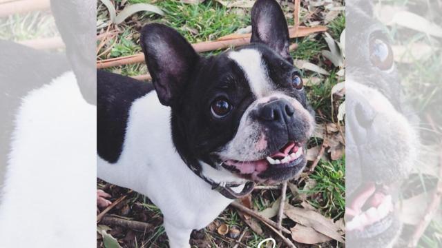 Mía, el bulldog francés desaparecido el pasado 7 de agosto en Seixo Branco.