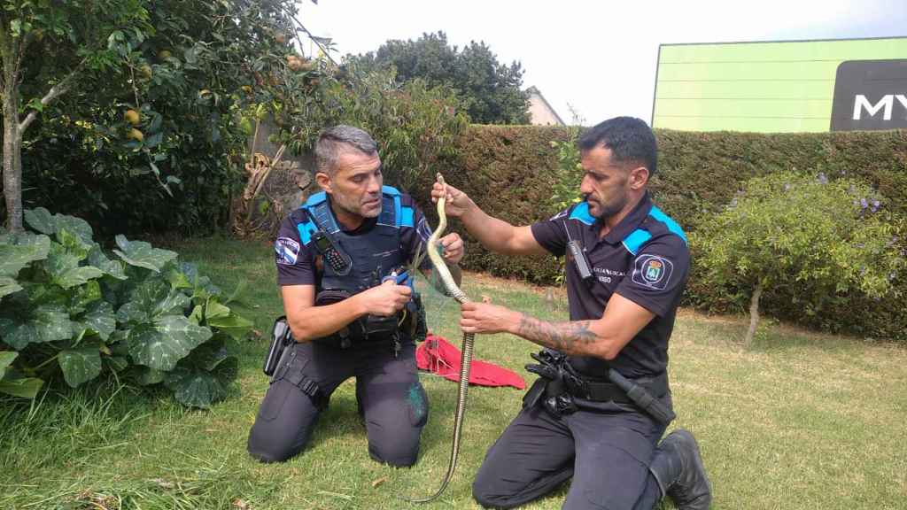 Los agentes liberan a la culebra de la red.