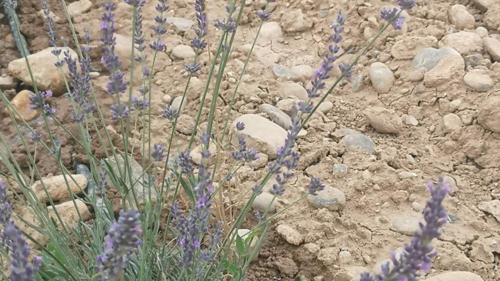 Una de las plantas aromáticas reflejadas en el proyecto.