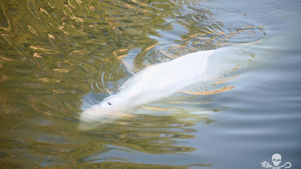 Imagen de la beluga que ha aparecido en el Sena.