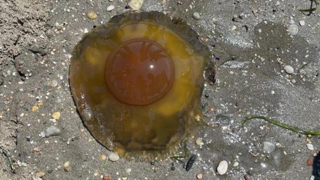 Una medusa 'huevo frito'.
