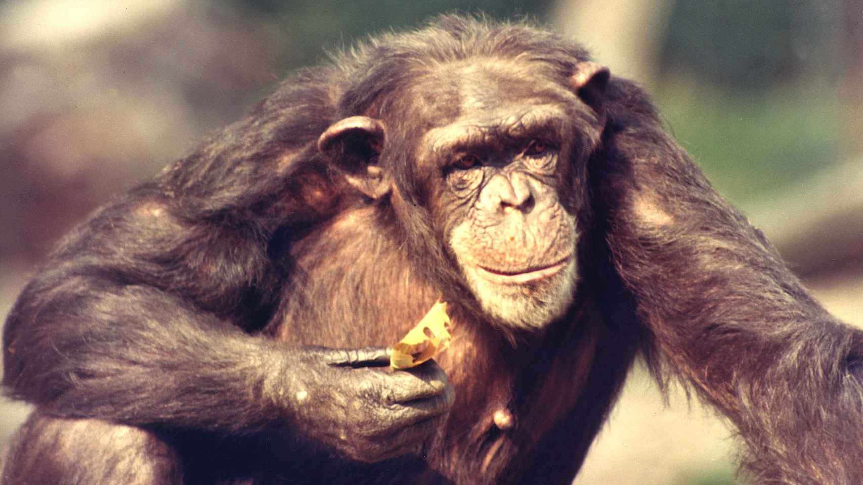 Mama, una de las chimpancés alfa más influyentes de su comunidad