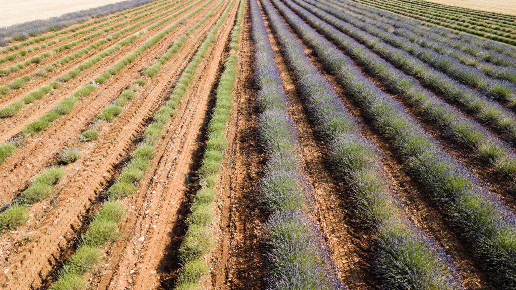 Campos de lavanda en Castilla La Mancha.